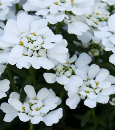 Candytuft Snowsation
